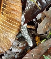 Amphisbaena fuliginosa