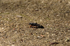 Platydracus fulvipes