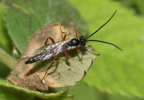 iNaturalist observation photo of Pimplinae