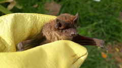 Eumops bonariensis