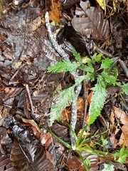 Amphisbaena fuliginosa