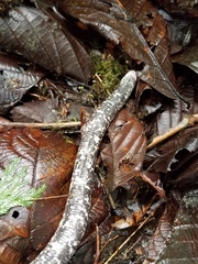 Amphisbaena fuliginosa