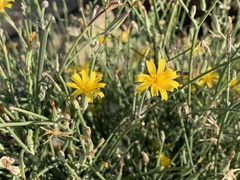 Launaea arborescens