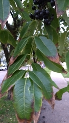 Phellodendron amurense