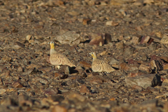 Pterocles coronatus