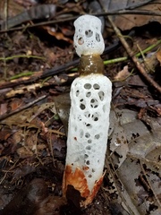 Staheliomyces cinctus