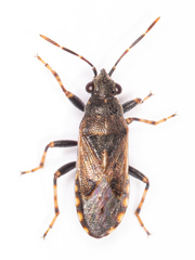 Heterogaster affinis
