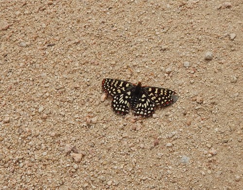 iNaturalist observation photo of Variable Checkerspot