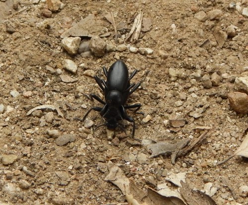 iNaturalist observation photo of Darkling Beetles