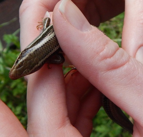 iNaturalist observation photo of Western Skink