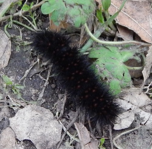 iNaturalist observation photo of Painted Tiger Moth