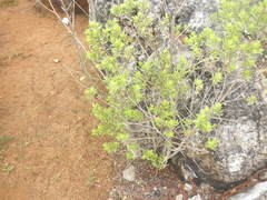 Baccharis vaccinioides