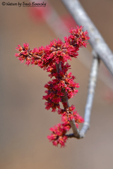 Acer saccharinum