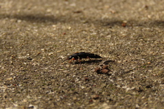 Platydracus fulvipes