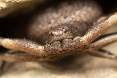 Bassaniodes bufo