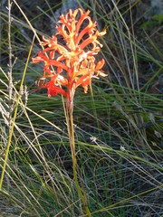 Tritoniopsis burchellii