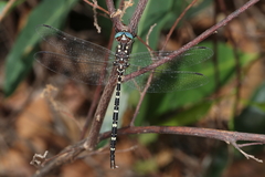 Archaeosynthemis leachii