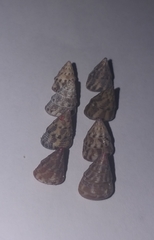 Jujubinus exasperatus