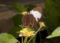 Heliconius cydno