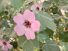 Malva subovata