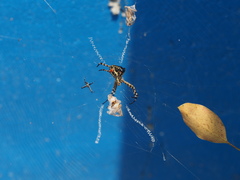 Argiope aemula