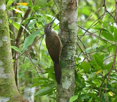 Dendrocolaptes platyrostris
