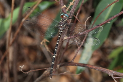 Archaeosynthemis leachii