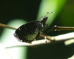 Gorgythion begga begga