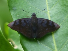 Pellicia costimacula