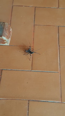 Mastigoproctus colombianus