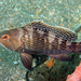 Black Sea Bass - Photo (c) Kevin Bryant, some rights reserved (CC BY-NC-SA)