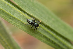 Heliophanus melinus