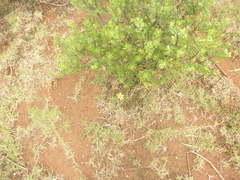 Baccharis vaccinioides