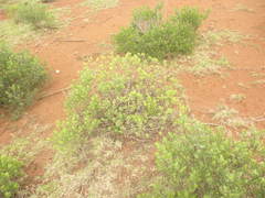 Baccharis vaccinioides