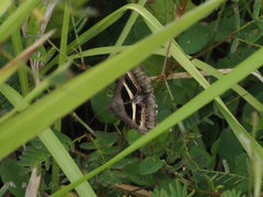 Grammodes geometrica