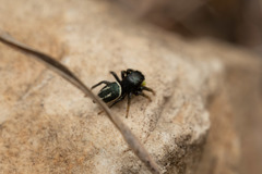 Heliophanus melinus