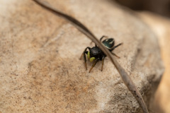 Heliophanus melinus