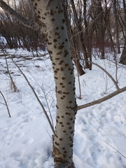 Populus tremula