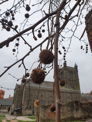 Platanus × hispanica