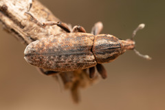 Pseudocleonus