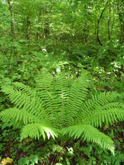 Dryopteris crassirhizoma