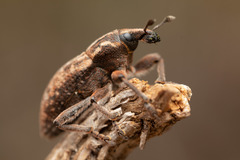 Pseudocleonus