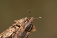 Pseudocleonus