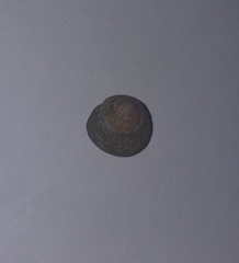 Steromphala divaricata