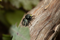 Heliophanus melinus
