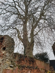 Platanus × hispanica