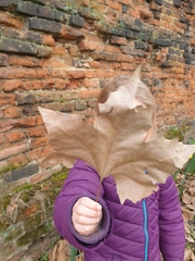 Platanus × hispanica