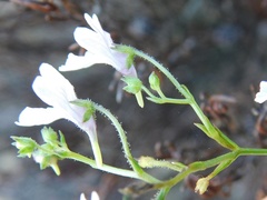 Nemesia diffusa