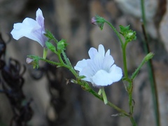 Nemesia diffusa