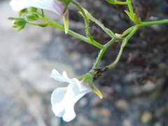 Nemesia diffusa